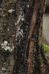 Resupinatus trichotis