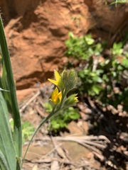 Hypoxis rigidula rigidula