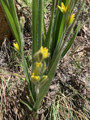 Hypoxis rigidula rigidula