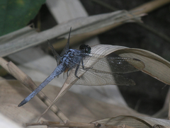 Orthetrum glaucum