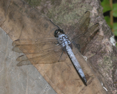 Orthetrum glaucum