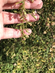 Symphyotrichum pilosum pilosum