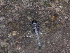 Orthetrum glaucum