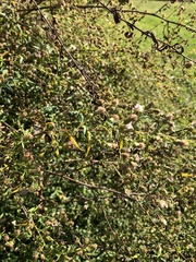 Symphyotrichum pilosum pilosum