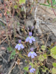 Diastatea