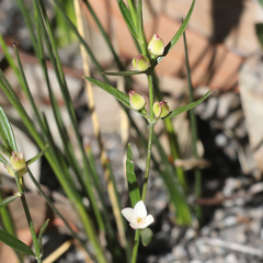 Cyanothamnus polygalifolius