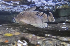 Nautichthys oculofasciatus