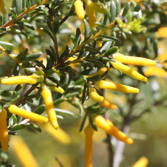 Persoonia terminalis