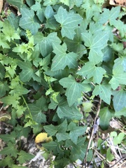Maurandya antirrhiniflora