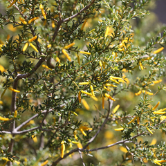 Persoonia terminalis
