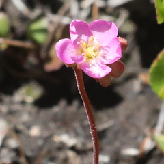 Drosera