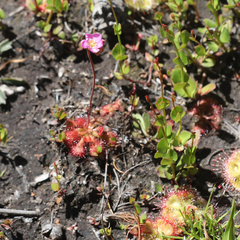 Drosera