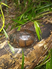 Kinosternon creaseri