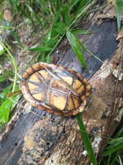 Kinosternon creaseri