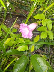 Ipomoea peteri