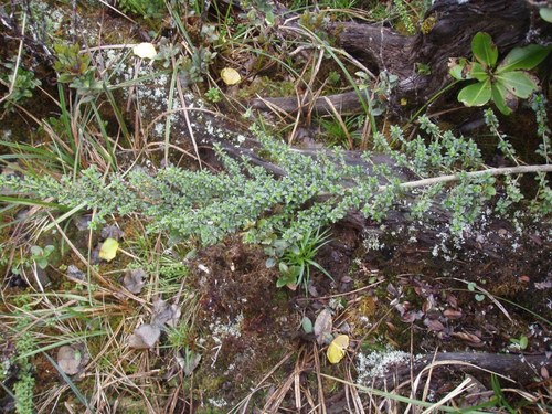 Coprosma elliptica