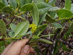 Wikstroemia oahuensis