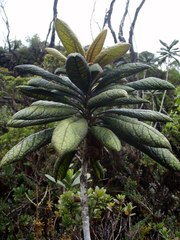 Pittosporum glabrum