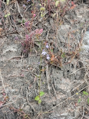 Diastatea