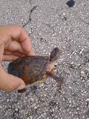 Kinosternon creaseri