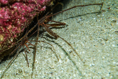 Stenorhynchus debilis