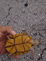 Kinosternon creaseri