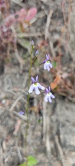 Diastatea