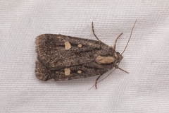 Abagrotis glenni