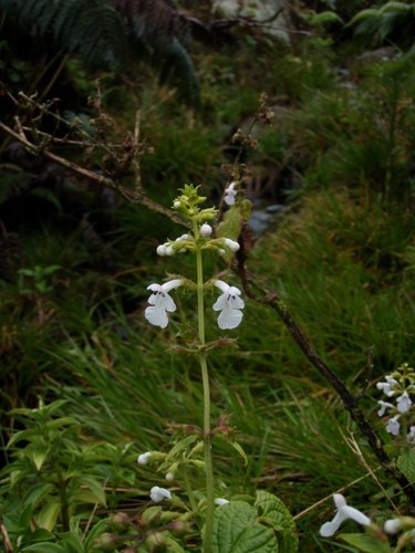 Phyllostegia electra