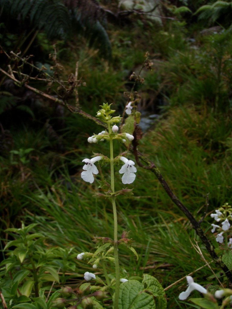 Phyllostegia electra