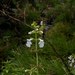 Phyllostegia electra - Photo (c) Oscar Johnson, some rights reserved (CC BY-NC-ND), uploaded by Oscar Johnson