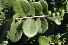 Bridelia cathartica melanthesoides