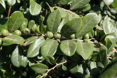 Bridelia cathartica melanthesoides