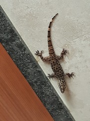 Hemidactylus maculatus