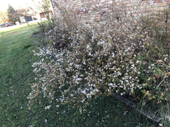 Symphyotrichum pilosum pilosum