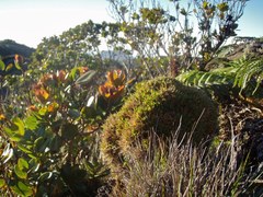 Dichanthelium cynodon