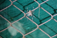 Araneidae