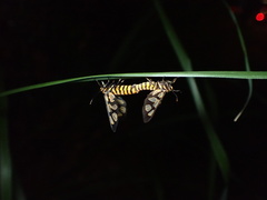 Amata polymita