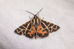 Apantesis nevadensis