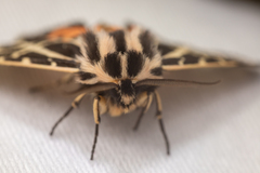 Apantesis nevadensis