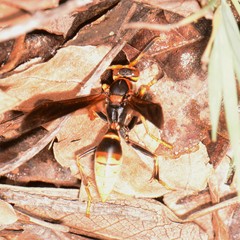 Polistes comanchus navajoe