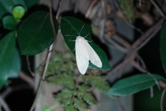 Spilarctia subcarnea
