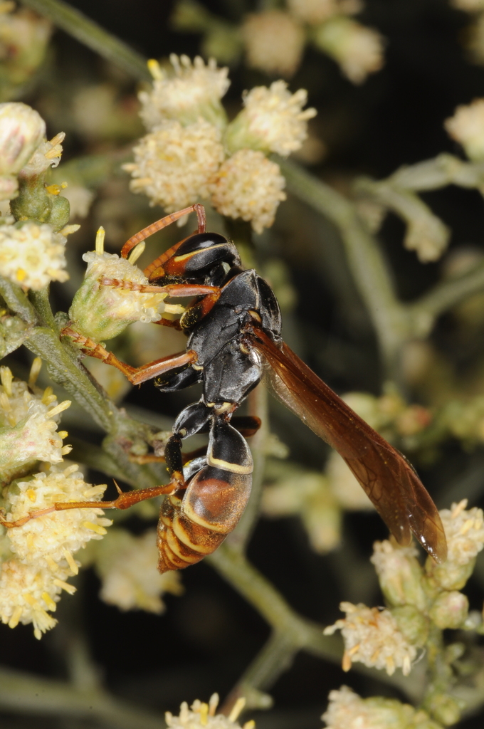 Polistes billardieri