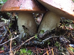 Leccinum manzanitae