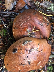 Leccinum manzanitae
