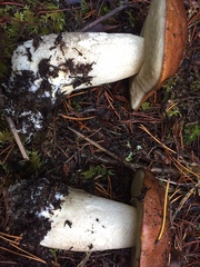 Leccinum manzanitae