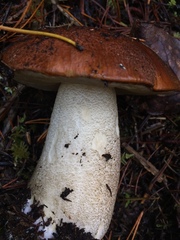 Leccinum manzanitae