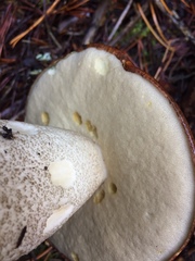 Leccinum manzanitae