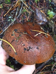 Leccinum manzanitae