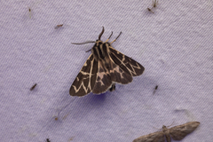 Apantesis nevadensis